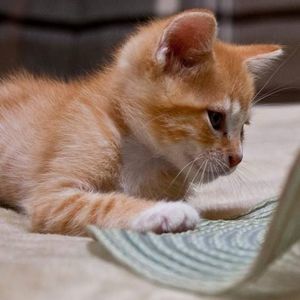 Meet your Posher, Bikky